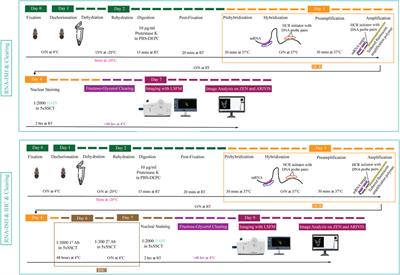 Optimization of Whole Mount RNA Multiplexed in situ Hybridization Chain Reaction With Immunohistochemistry, Clearing and Imaging to Visualize Octopus Embryonic Neurogenesis